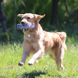 https://www.treninksretrivrem.cz/the-original-clone--dummy-holub-250g/ #goldenretriever #goldie #workinggoldenretriever...