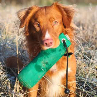 Mrazivý trénink se šikovným zrzkem #dummy #treninksretrivrem #dummytraining #novascotiaducktollingretriever #goodboy...