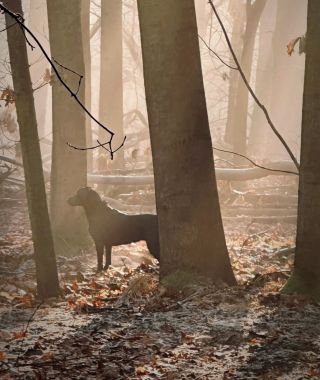 Lesní víla čeká na rozkazy 😊 #treninksretrivrem #vlese #dummytraining #oldpheasentery #workinglabrador #fieldtriallabrador...